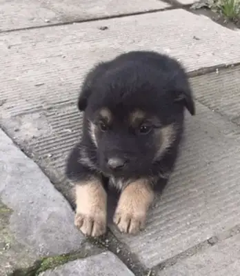 The little black dog is cold, he's got his legs on his feet, and he's like, "Four Eyes."