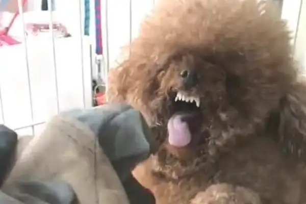 2,000 miles from home, the pet dog returns to his master's arms six months later