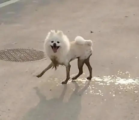 So the dog came back to his country for a year: Who are you? Where are my dogs
