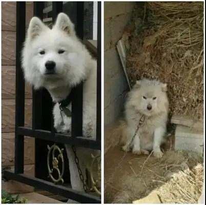 So the dog came back to his country for a year: Who are you? Where are my dogs