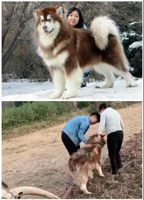So the dog came back to his country for a year: Who are you? Where are my dogs