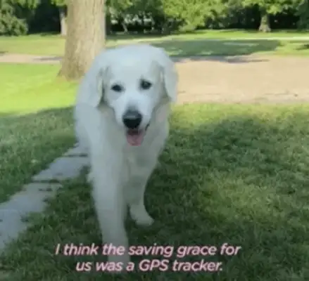 14-year-old dog running around. Neighbor: I don't have a dog, but I have a dog