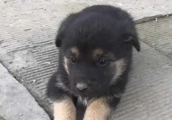 The little black dog is cold, he's got his legs on his feet, and he's like, 
