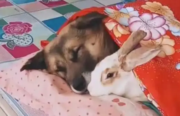 The dog was sleeping with the rabbit in his arm. The master thought it was sweet, but the rabbit had a bright look