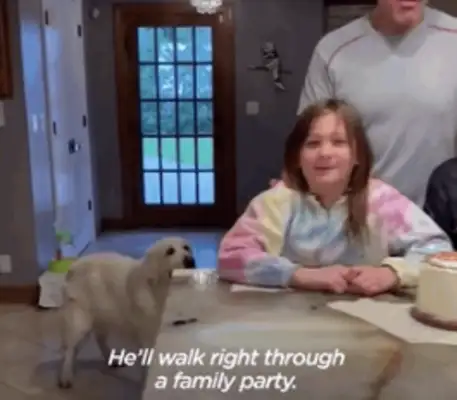 14-year-old dog running around. Neighbor: I don't have a dog, but I have a dog