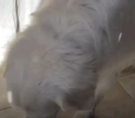 14-year-old dog running around. Neighbor: I don't have a dog, but I have a dog