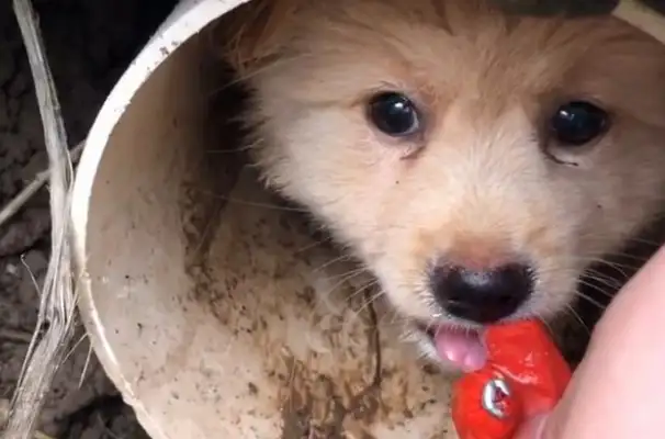 I've been waiting for two months for a stray dog, and I've been asking for help when my partner's in trouble