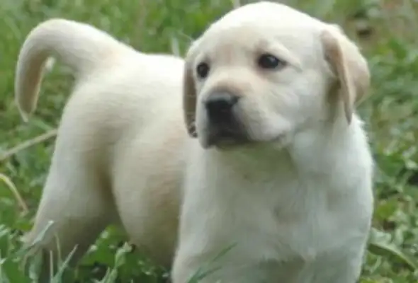 Do dogs dream? What do dogs do when they dream