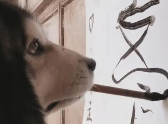It's a few hours a day to get a dog to practice writing. Dog: Hold my ear carefully, it hurts