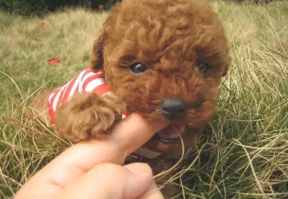 Teddy's five personal acts indicate he's going to fight you