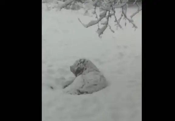 The master found the missing gold hair the next day, and the snow made it freeze to dog