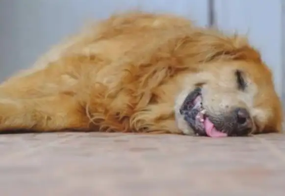 Do dogs dream? What do dogs do when they dream
