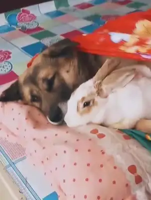 The dog was sleeping with the rabbit in his arm. The master thought it was sweet, but the rabbit had a bright look