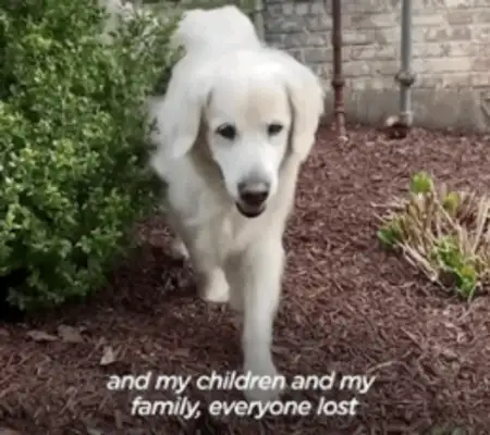 14-year-old dog running around. Neighbor: I don't have a dog, but I have a dog