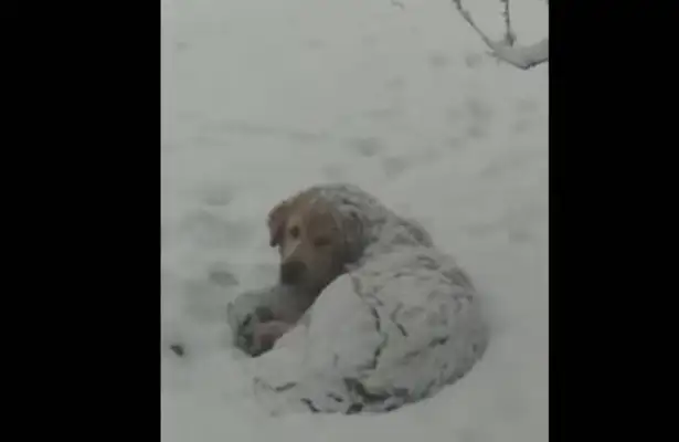 The master found the missing gold hair the next day, and the snow made it freeze to dog