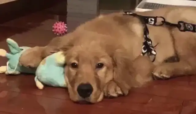 q: is it worth speaking out for the whole nation when a dog dies