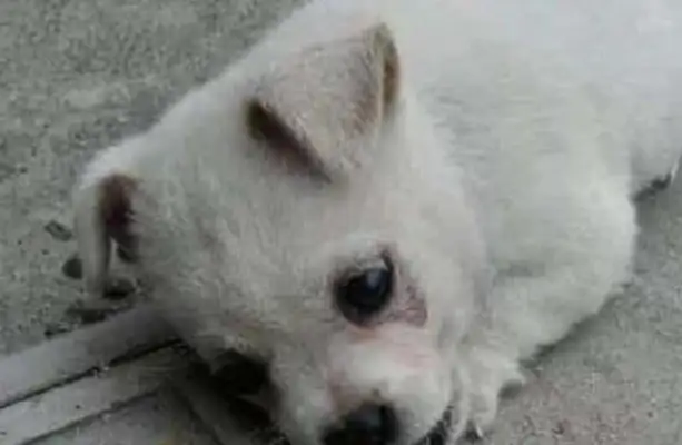 The girls found stray dogs lying on the covers, opening the covers, crying