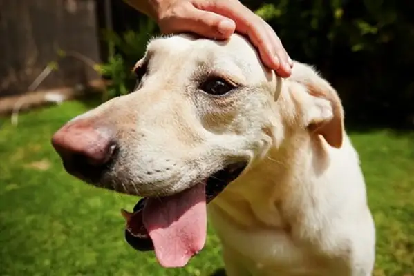 A healthy tongue. A healthy dog's tongue