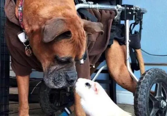A disabled dog was adopted before he died and put in a wheelchair for a brave life