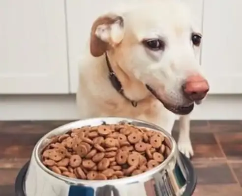 Do you know why dogs pick food