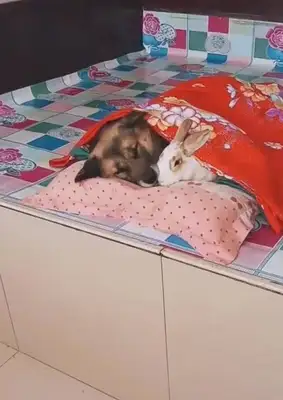 The dog was sleeping with the rabbit in his arm. The master thought it was sweet, but the rabbit had a bright look