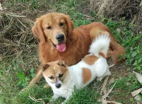 The golden dog suddenly yelled at the kids on the road, scared them, and the mother apologized to me