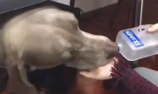 The hostess drinks the dog. What do you want her to do