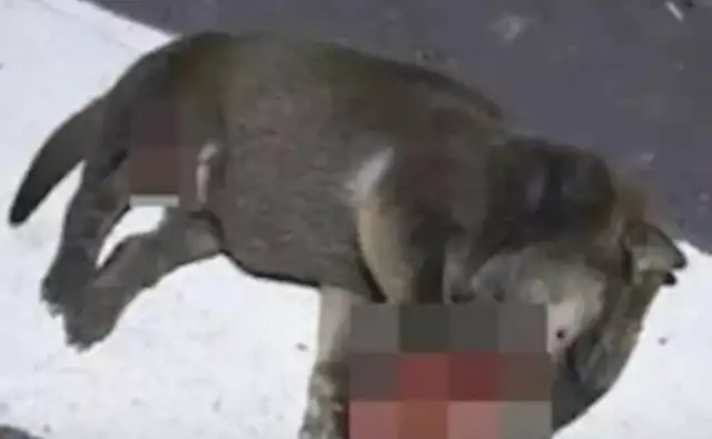Two pups were left on the side of the road and the maggots crawled all over the body, where &8230; &8230;