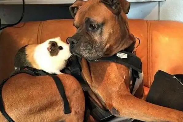 A disabled dog was adopted before he died and put in a wheelchair for a brave life