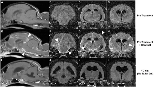 NEURAL SYSTEM SYMPTOMS AND DIAGNOSIS OF CAT INFECTIOUS PERITONEAL DISEASE (FIP)