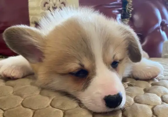 Corky sleeps like a good girl, sleeps like a good girl. Dog: We're afraid to move