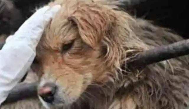 The golden hair saved from the dog dealer, and after bringing it home, its eyes shed tears