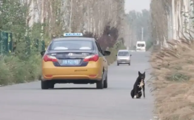 The case was brought before a court when a man, on a motorcycle, died of serious injuries as a result of falling to death while hiding from an untamed dog