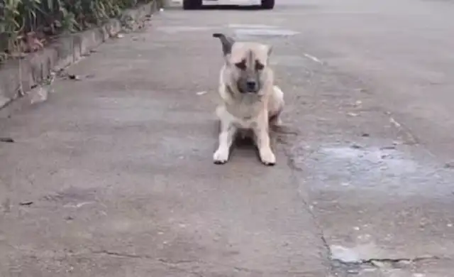 For feeding it, dogs walk 20 minutes a day during breastfeeding