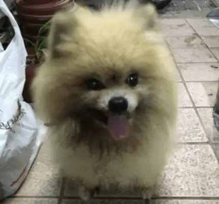 The dog is covered in dirty things, but he doesn't want to shower