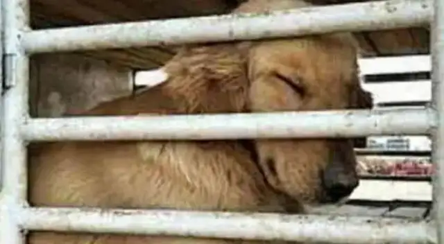 The golden hair saved from the dog dealer, and after bringing it home, its eyes shed tears