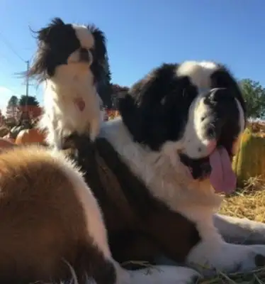 Prince Charming of the Fundamentals! St. Bernard's willing to be the beast of a butterfly dog