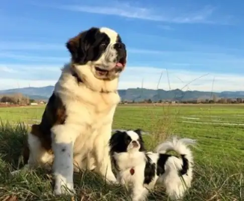 Prince Charming of the Fundamentals! St. Bernard's willing to be the beast of a butterfly dog