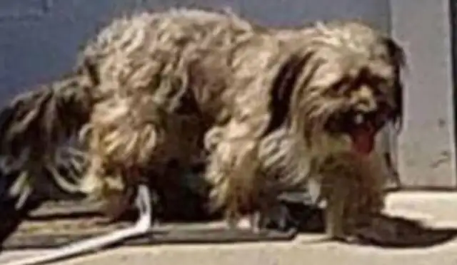 The master moved away and the dog cried outside the house for days