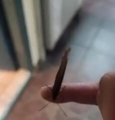 Seven days after the death of a 20-year-old dog, a butterfly suddenly flew in and cried..