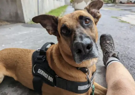 A dog was adopted, a mental patient who spent 10 years in therapy never stayed in a hospital..