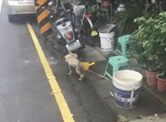 The dog is covered in dirty things, but he doesn't want to shower