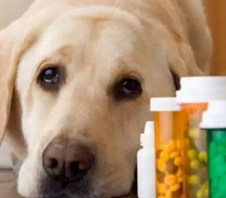 Do you know why dogs pick food
