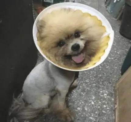 The dog is covered in dirty things, but he doesn't want to shower
