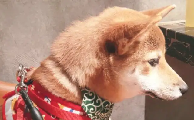 A wooddog likes to entertain himself, never actively connects with his network, or he wants to eat