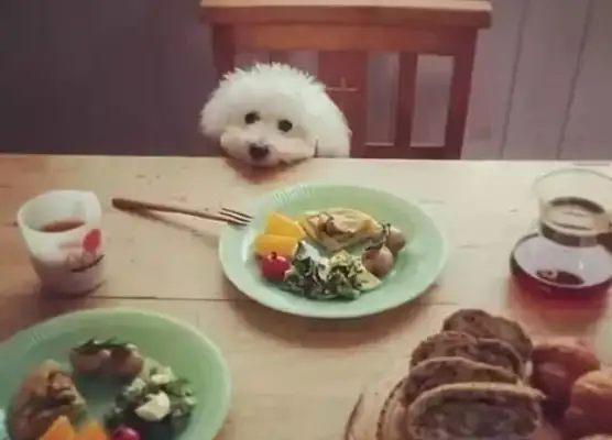 Do you know why dogs pick food