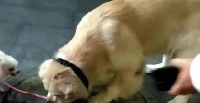 The master laughs at the golden hair as a dog, but the golden hair is a dog: I can walk the dog