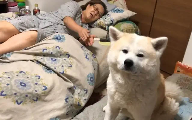 If the Akitas go into the bedroom and don't make a sound, the young master will learn to come home. Heart