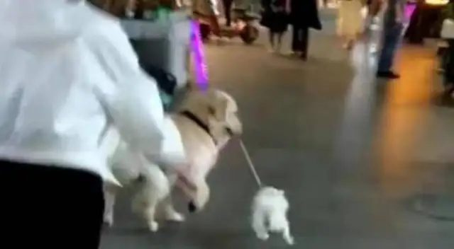 The master laughs at the golden hair as a dog, but the golden hair is a dog: I can walk the dog