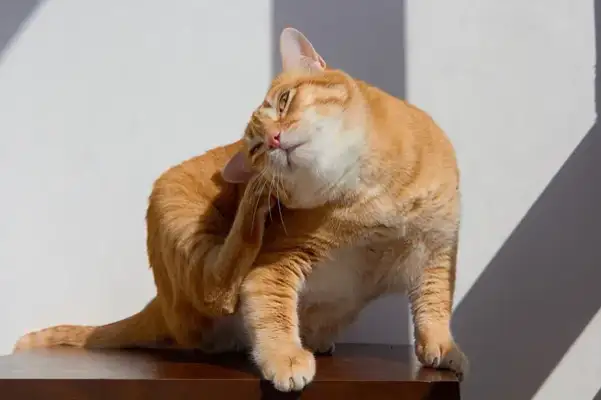 Cat allergies and treatment: understanding cat allergies